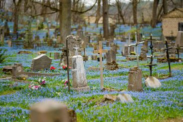 Scilla siberica spring flowers blossoming on sunny day...