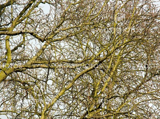 venous system of trees, complex system