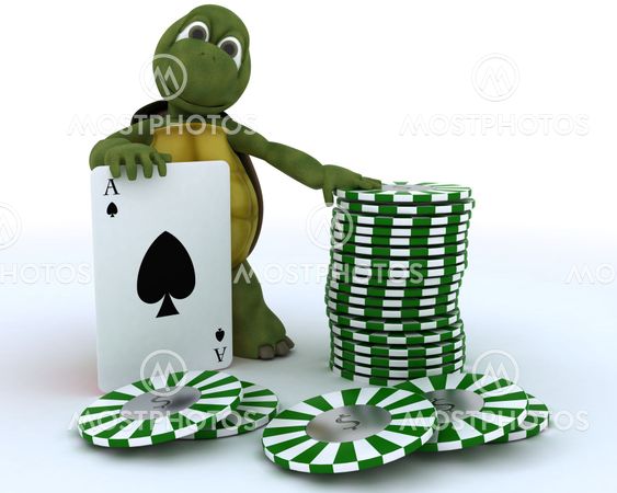 tortoise with casino cards and chips