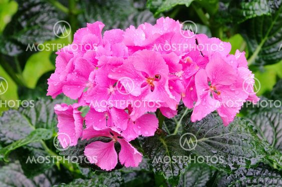 Hortensie - Hortensia 06