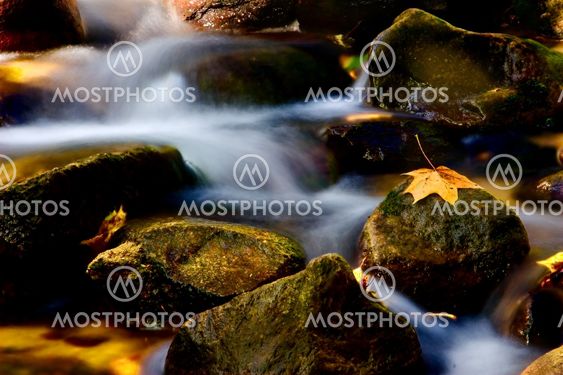 autumn rivulet