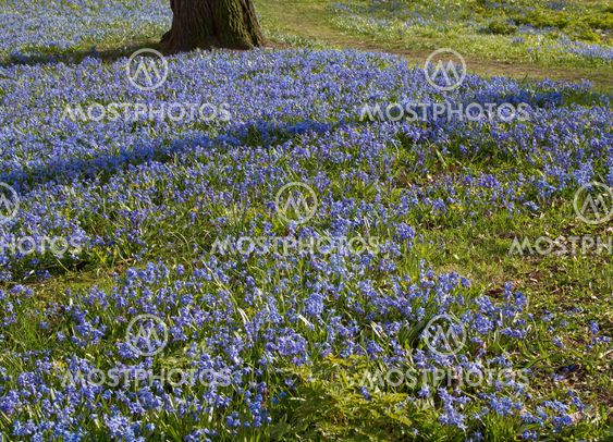 Carpet of blue Scilla.