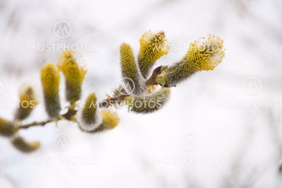 Blooming catkins at spring