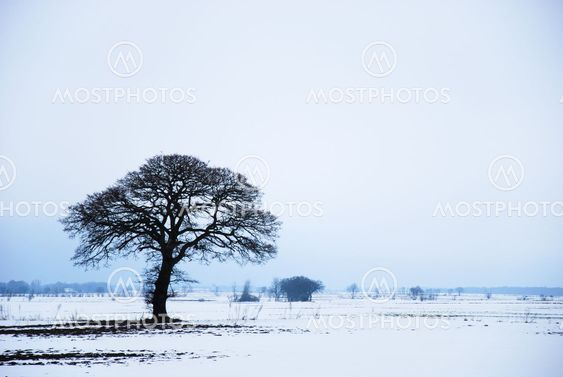 Big solitude tree in a winter landscape