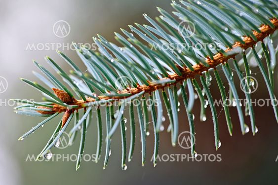 Spruce needles with water drops