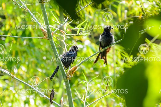 Greater Racket-tailed Drongo (Dicrurus paradiseus )