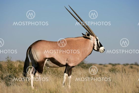 Gemsbok antelope