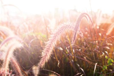 Light through summer grass bokeh Natural background