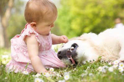 Baby Girl In Summer Dress Sitting In Field Petting Family...