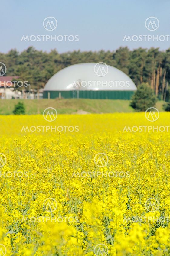 Biogasanlage Rapsfeld - biogas plant rape field 02