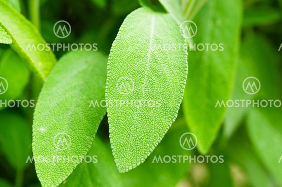 Sage in the home garden