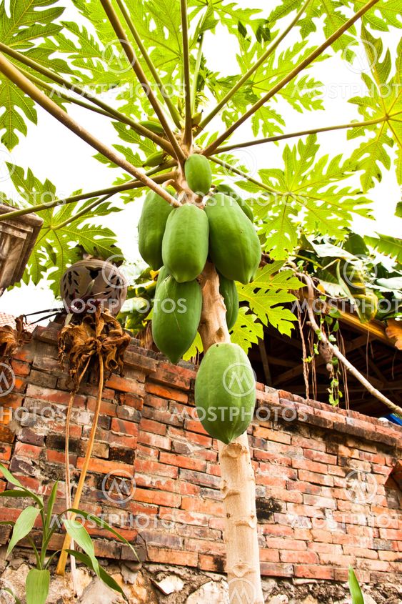 Papaya trees.