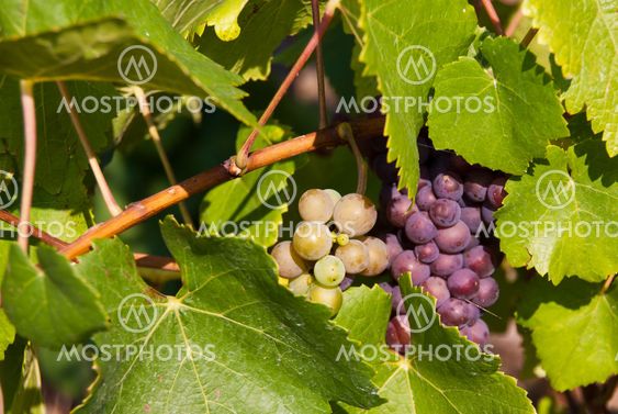 Grapevine