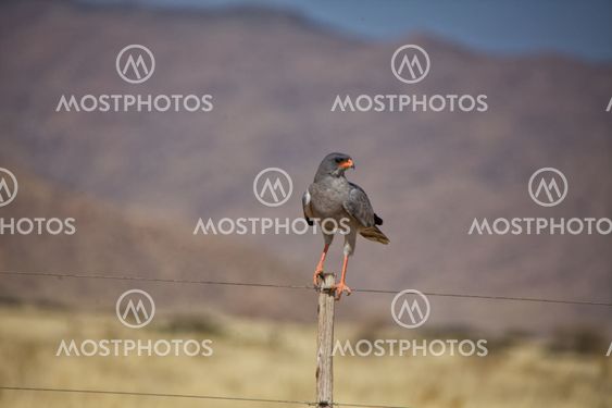 southern pale chanting goshawk in the namib naukluft national park namibia africa