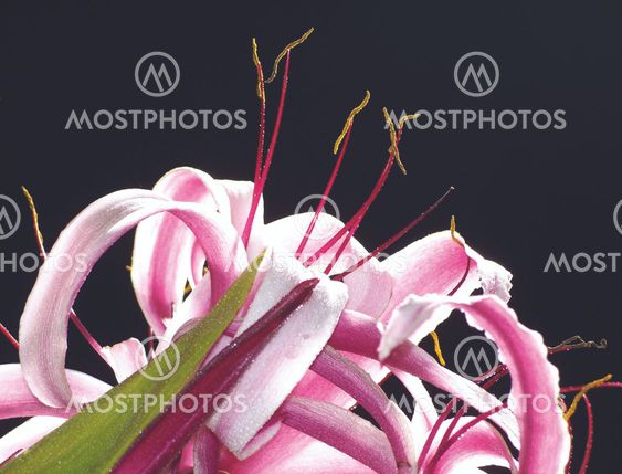 The Giant Spider Lily -10