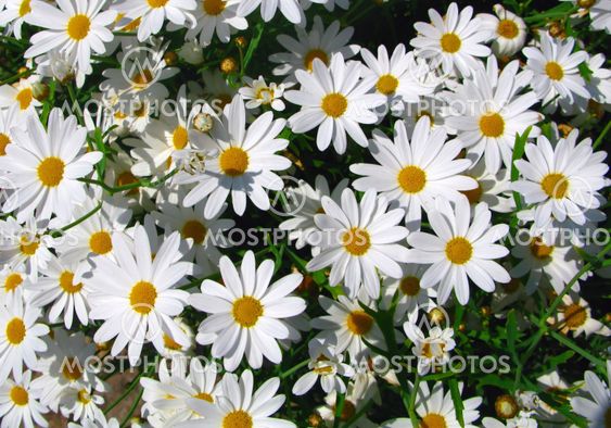 Daisy
