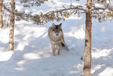 ensam varg i snö