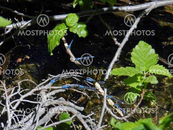 Blue damselflies over dark water