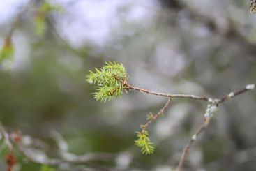 Close-up of juniper tree. Medicinal evergreen plant.