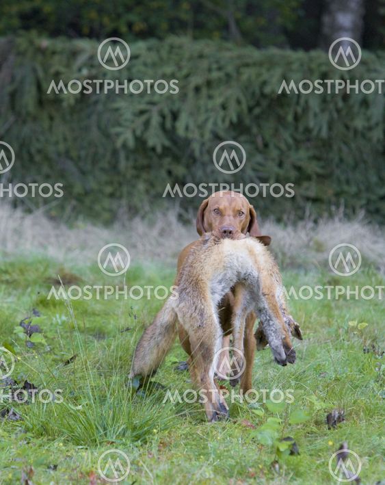 hunting dog with a catch