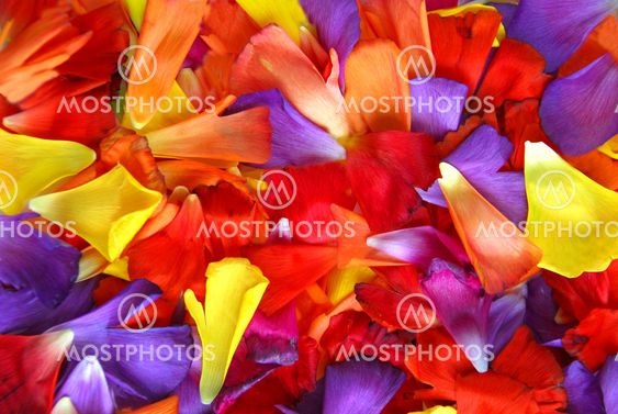 Flower petal background