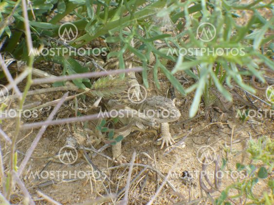 The lizard