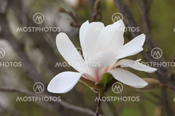 magnolia tree blossom