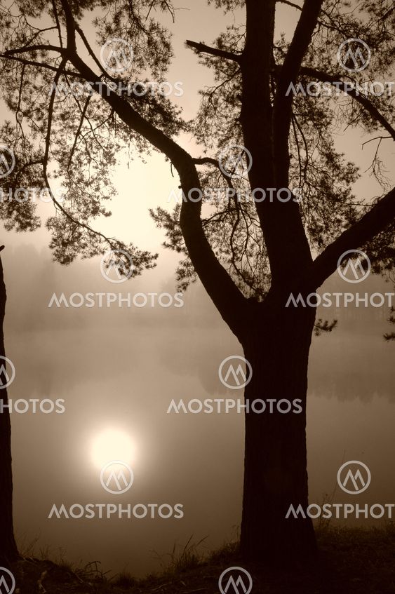 Tree on a Lake Shore in Fog