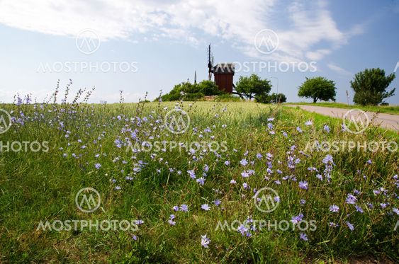 Chicory with windmill