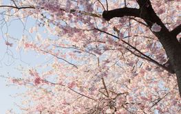 Man photographing cherry blossom tree in Kungstradgarden, Sweden