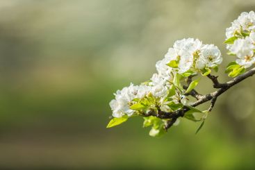Blooming white flowers sway gently on a branch in a...