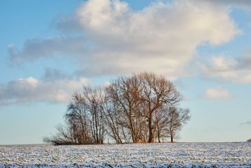 Trees, snow and branches on farm in winter for...