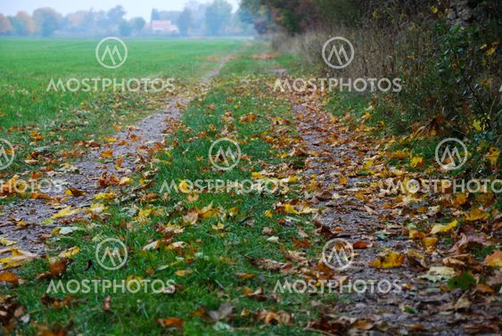 Colourful leaves