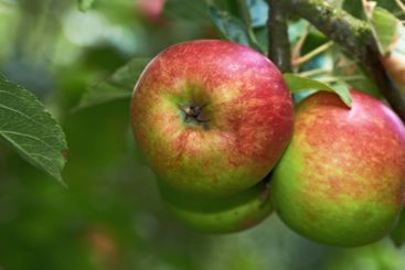 Environment, fruit and orchard with apple tree on farm...