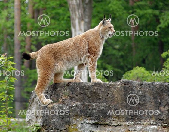 Eurasian Lynx