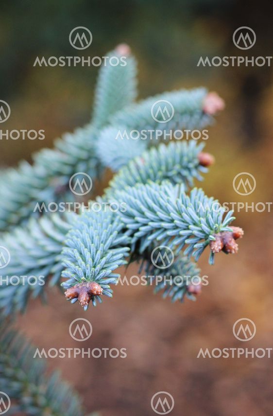 Close up of Araucaria araucana