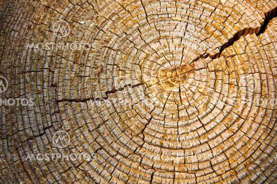 Old wood texture