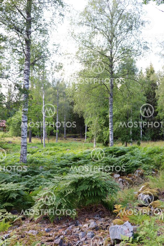 Ormbunkar i skogen vid Högbo bruk