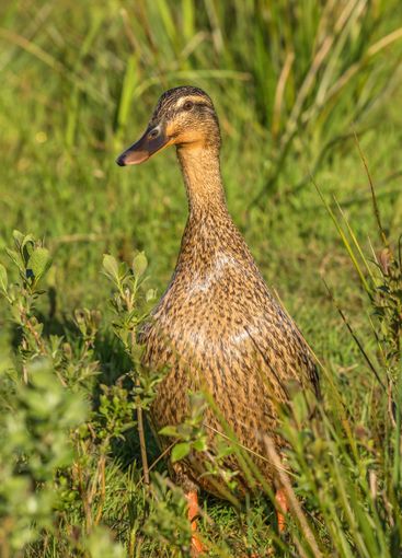 Close up of a Mallard female in shining plumage