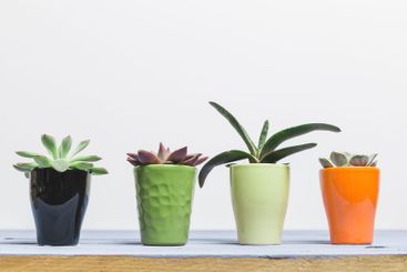 Succulent plants in colorful pots arranged on wooden...