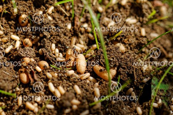 ant eggs