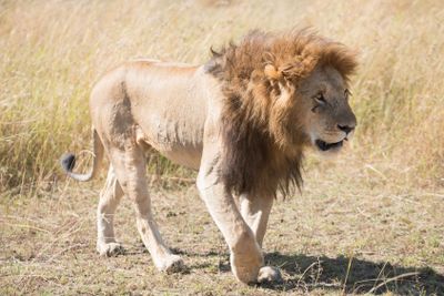 Male lion walks head down across savannah