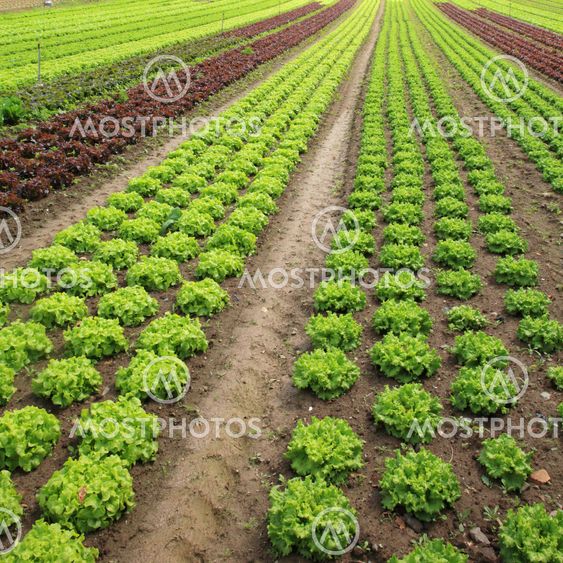 Lettuces in the fields
