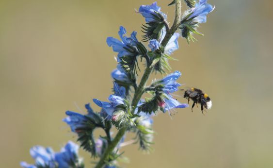 Bombus