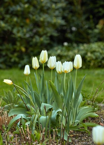 Growth, nature and spring with flowers in backyard for...