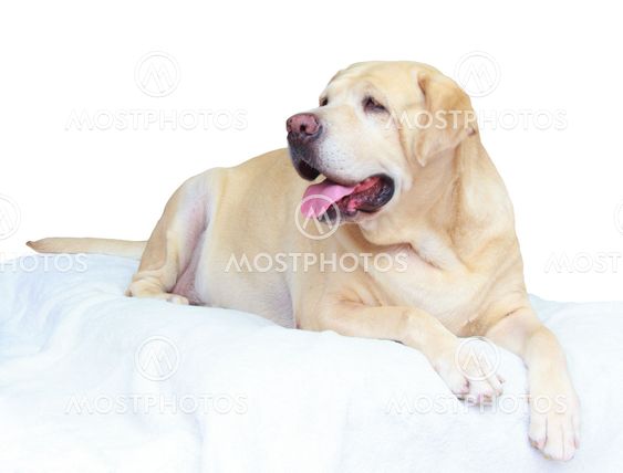 Fat Labrador Retriver How To Keep Your Labrador Slim: Vets Reveal 7