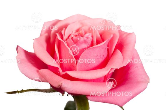 blossoming rose flower