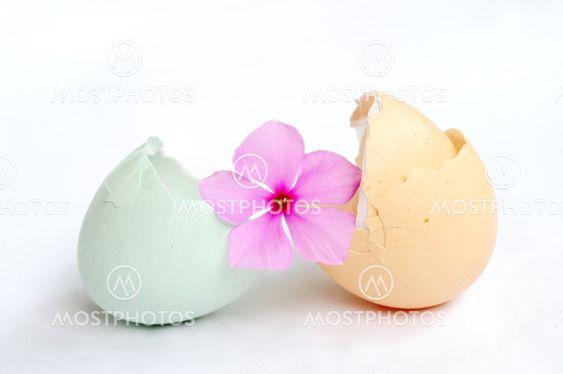 Broken empty eggshells