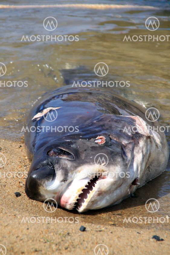 Dead shark