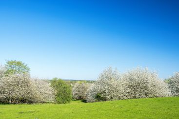 Cherry tree blossom in a beautiful landscape view
